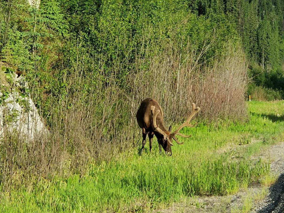 Rocky Inn Valemount Buitenkant foto